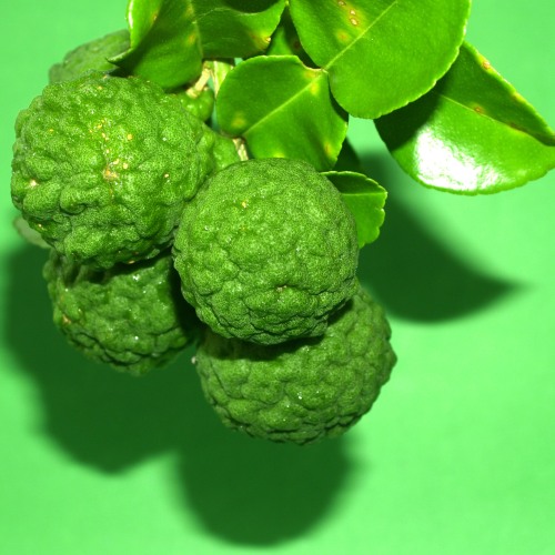 Bergamot Calabrian Essential Oil 5